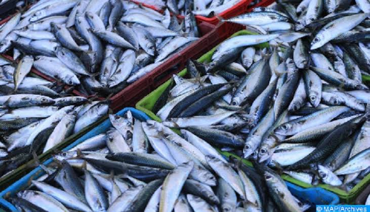 صورة أمن بلعباس يحجز 220كلغ من الاسماك و100 كلغ من اللحوم الفاسدة خلال شهرجوان