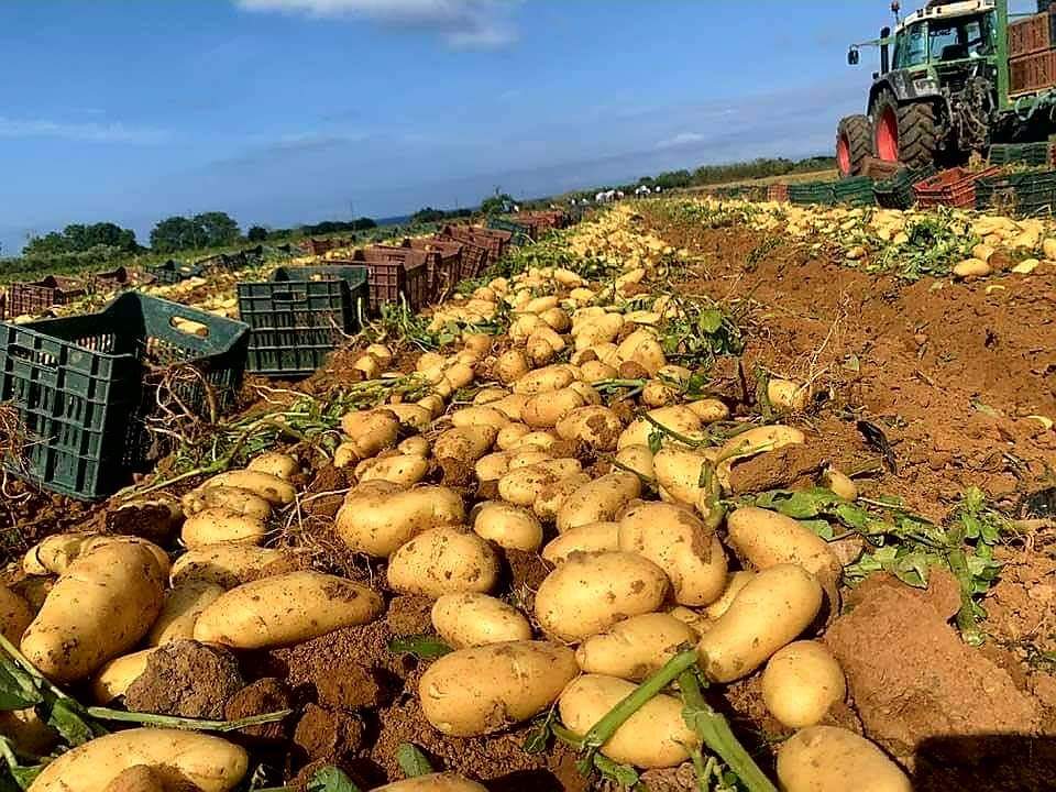 صورة تزويد السوق بـ 400 ألف طن من بطاطا وادي سوف قريبا