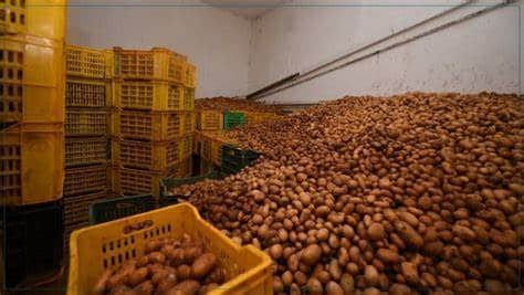 صورة توقيف 3 أشخاص وحجز 1200 قنطار من بذور  البطاطا كانت موجهة للمضاربة