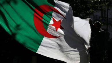صورة الببغاوات والغربان !