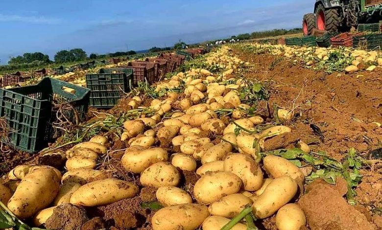 توقع إنتاج أزيد 10.5 مليون قنطار من البطاطس غير الموسمية